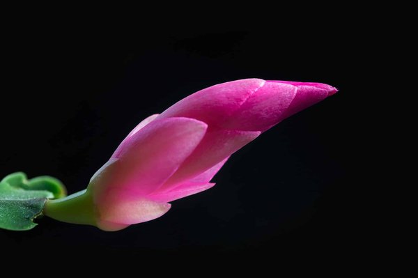 Harpagophytum bio : un produit efficace pour améliorer votre digestion